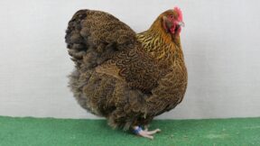 Orpington – stolze Rassehühner aus Kent