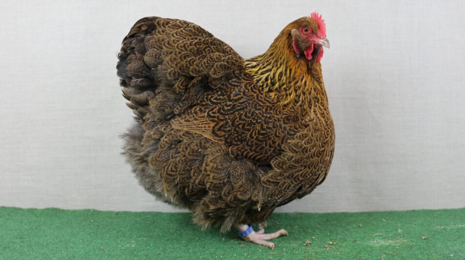 Orpington – stolze Rassehühner aus Kent