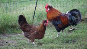 Hühner liegen im Trend