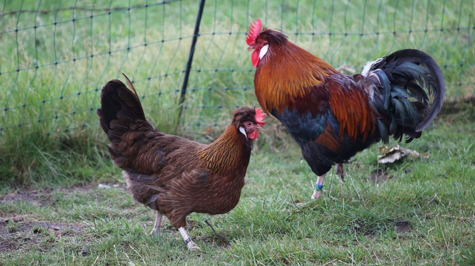 Hühner liegen im Trend