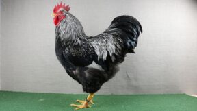 Barnevelder – braune Eier aus den Niederlanden