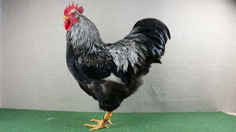 Barnevelder – braune Eier aus den Niederlanden