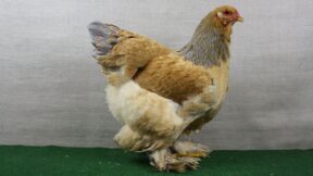 Brahma – Riesenhühner aus Asien und Nordamerika