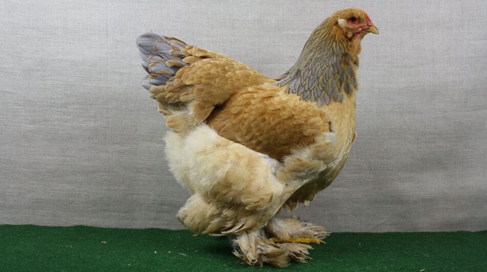 Brahma – Riesenhühner aus Asien und Nordamerika