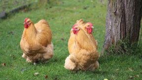 Tierfotografie – Huhn und Taube vor der Kamera