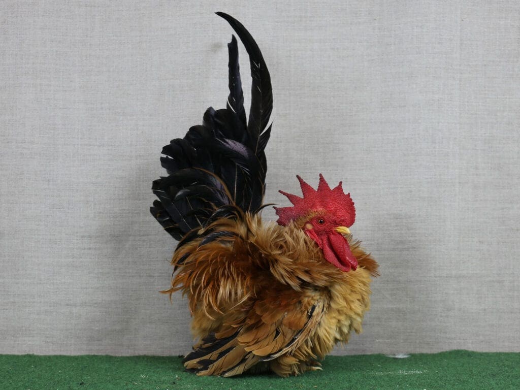 Chabo gelockt gelb mit schwarzem Schwanz