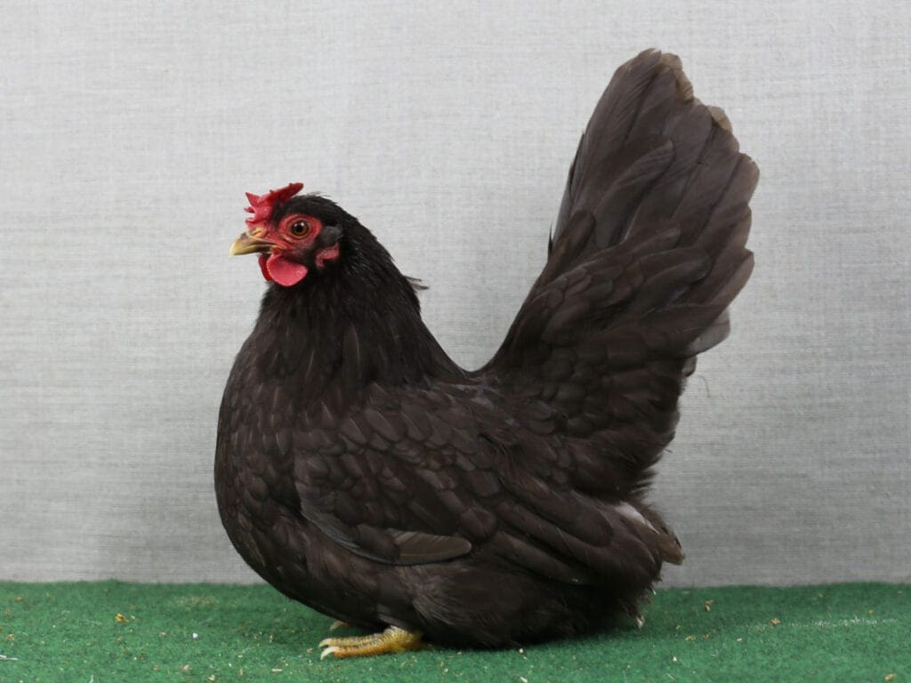 Chabo schokoladenbraun