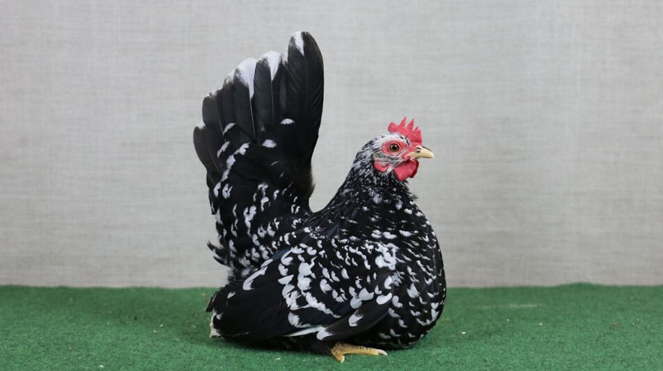 Kleine und liebenswerte Chabo