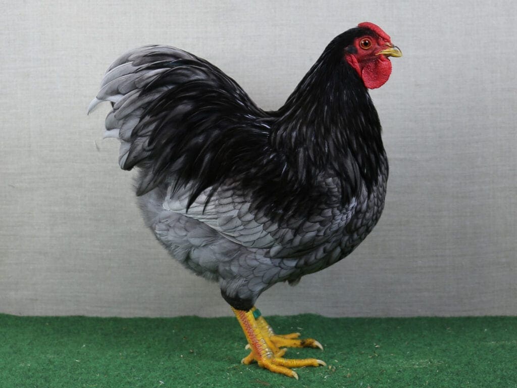 Deutsche Zwerg-Wyandotte blau