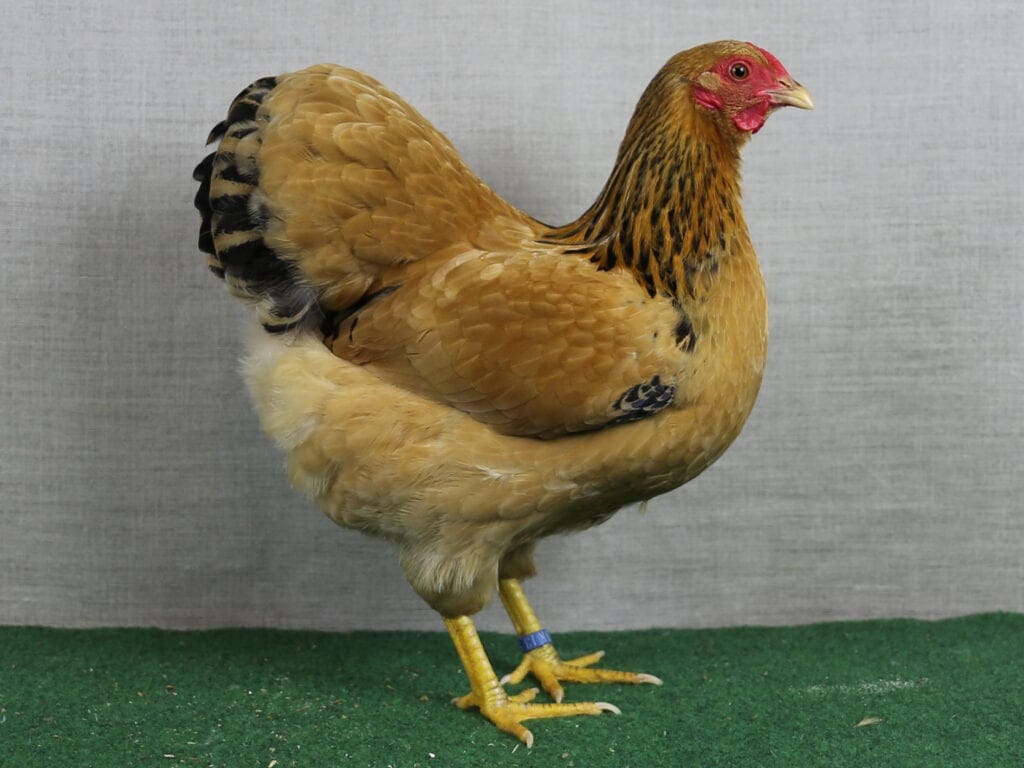 Deutsche Zwerg-Wyandotte gelb-schwarzcolumbia