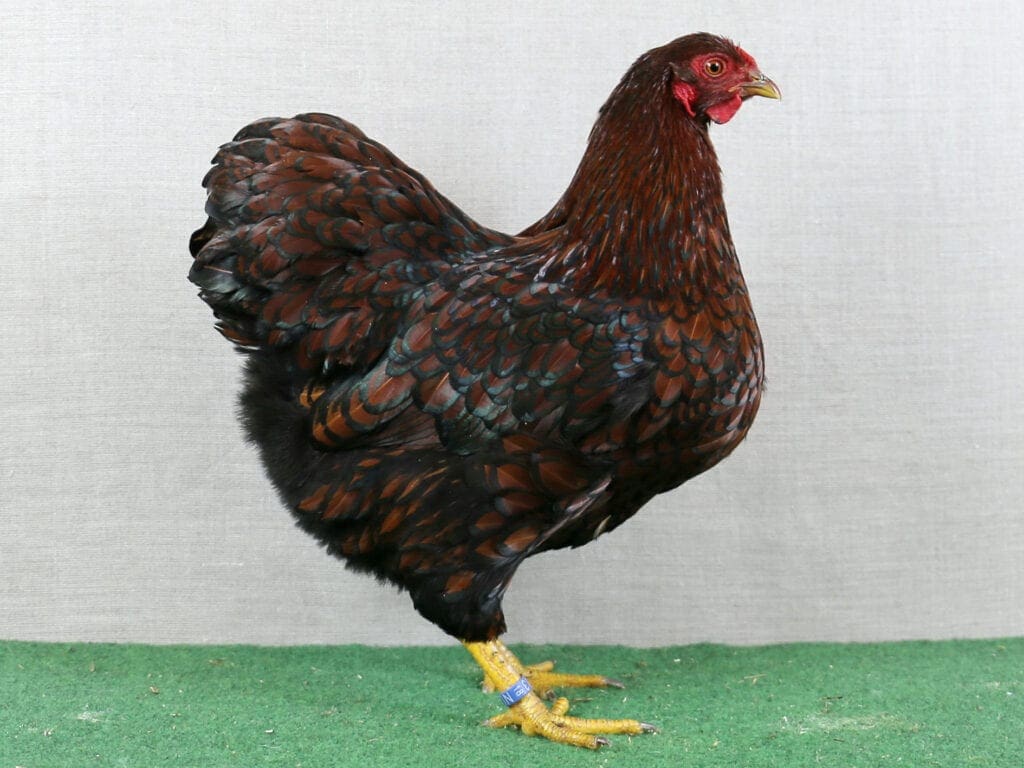 Deutsche Zwerg-Wyandotte gold-schwarzgesäumt