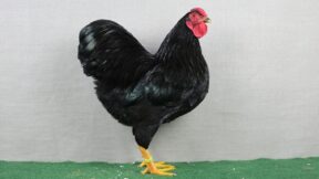 Zwerg-Wyandotten begeistern überall