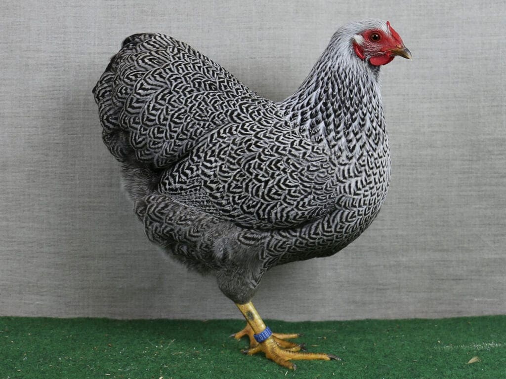 Deutsche Zwerg-Wyandotte silberfarbig-gebändert