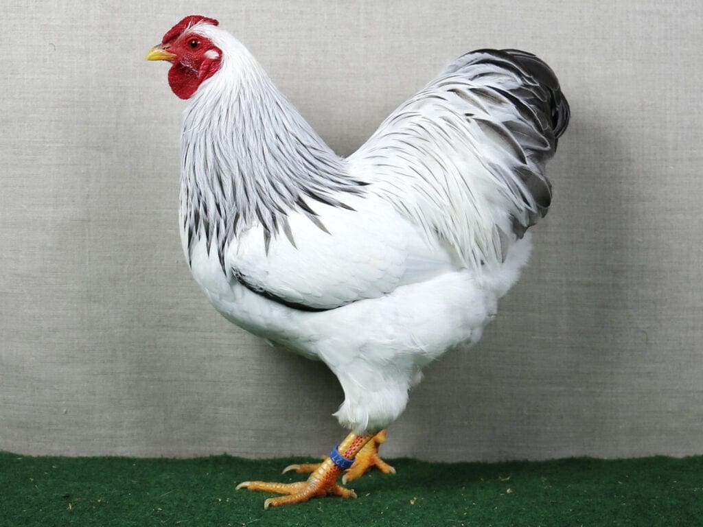 Deutsche Zwerg-Wyandotte weiß-blaucolumbia