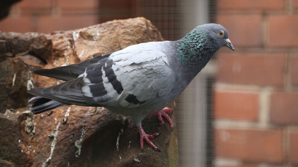 Felsentauben – Ursprung einer grenzenlosen Diversität