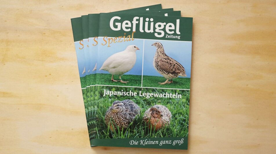 Neues Geflügelzeitung-Spezial – Wachteln im Blick
