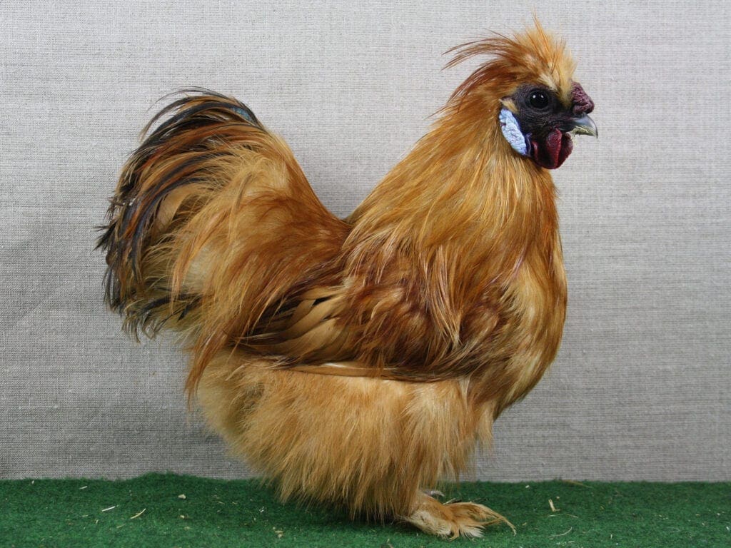 Zwerg-Seidenhuhn gelb