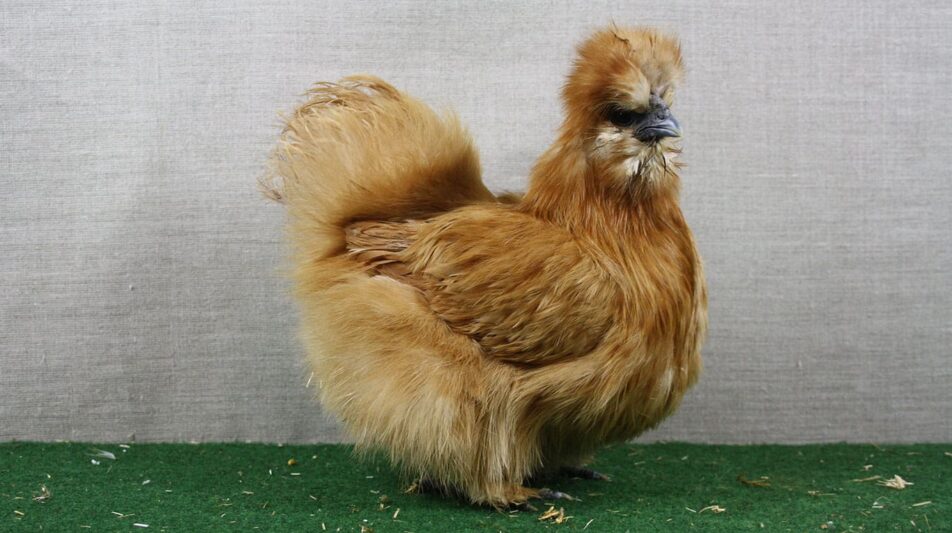 Mehr Fell als Feder: Zwerg-Seidenhühner
