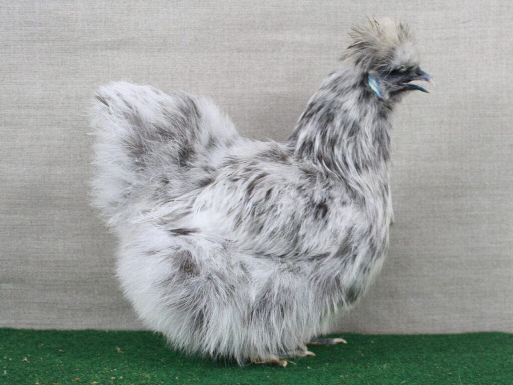 Zwerg-Seidenhuhn splash