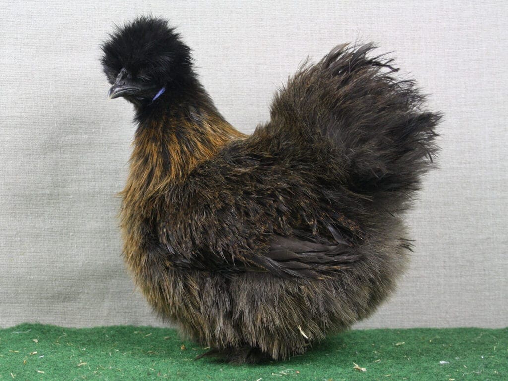 Zwerg-Seidenhuhn wildfarbig