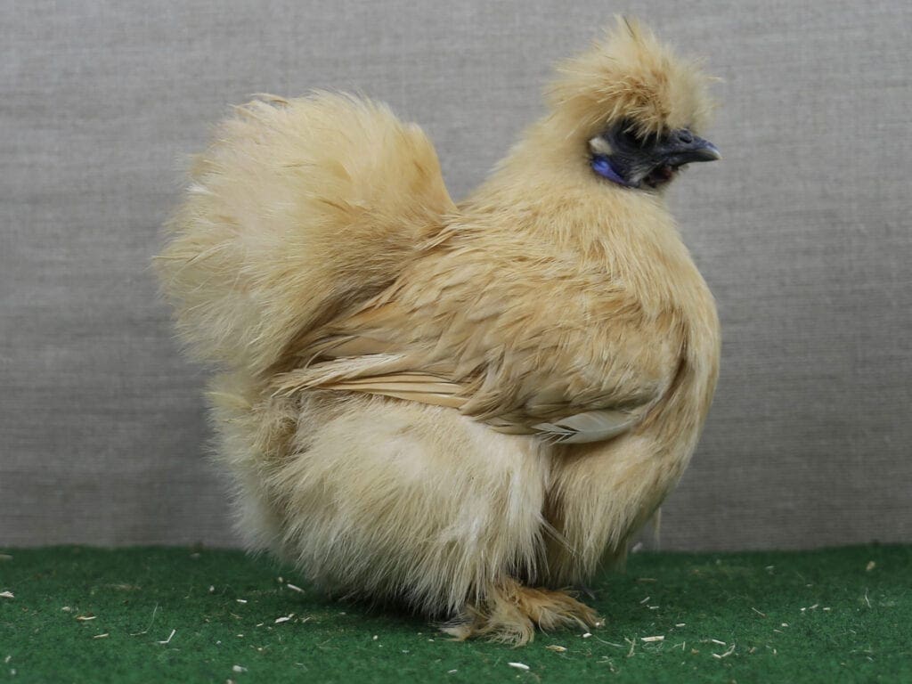 Zwerg-Seidenhuhn zitronfarbig