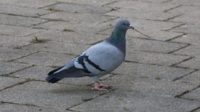 Stadttauben als Vogel des Jahres?