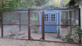 Zwerghühner sorgen für Kinderlachen