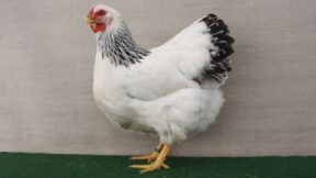 Warum Helle heute Columbia heißen