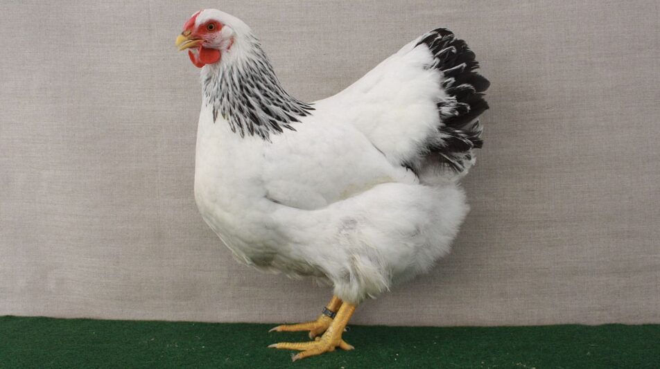 Warum Helle heute Columbia heißen