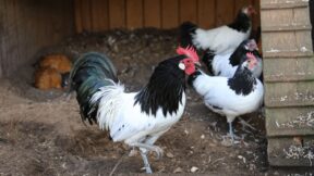 Züchten mit Zielstellung und Plan