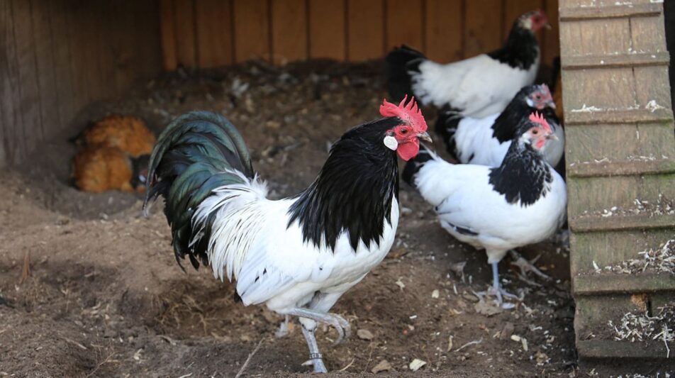 Züchten mit Zielstellung und Plan