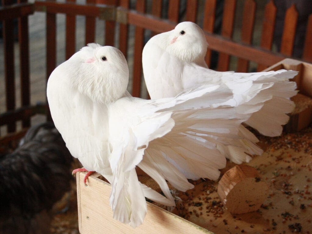Altdeutsche Pfautauben besitzen sehr viele Steuerfedern
