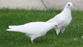 Mit kleinem Taubenschlag Freude an Rassetauben