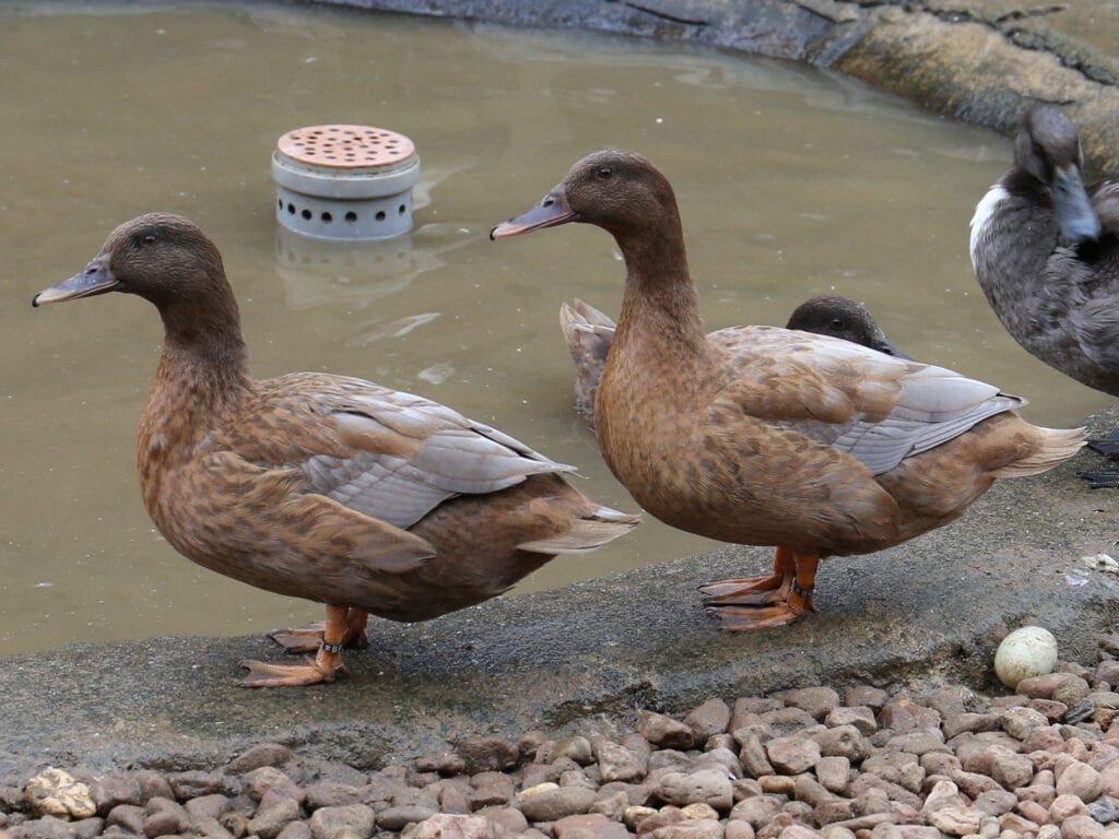 Blau-wildfarbige Hochbrutflugenten