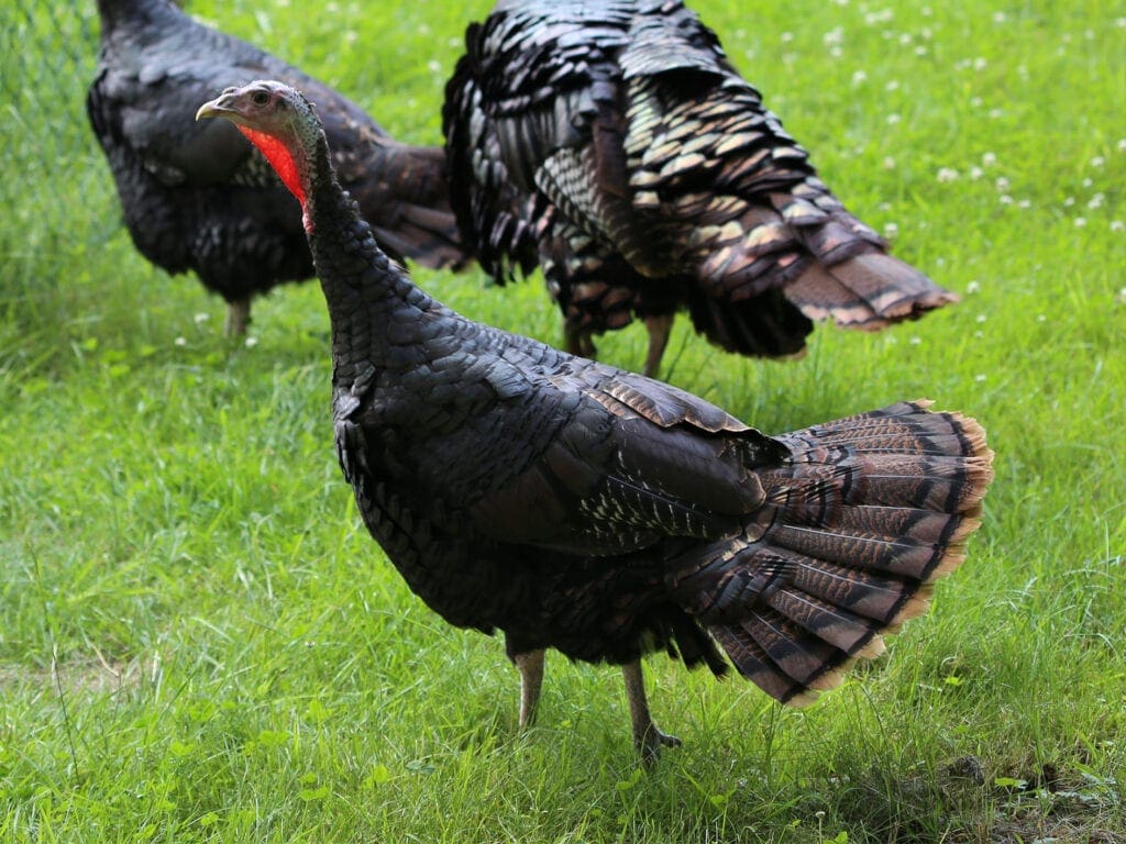 Puten besitzen 18 Steuerfedern