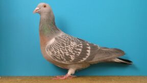 Coburger Lerchen – Formentauben mit feiner Farbe