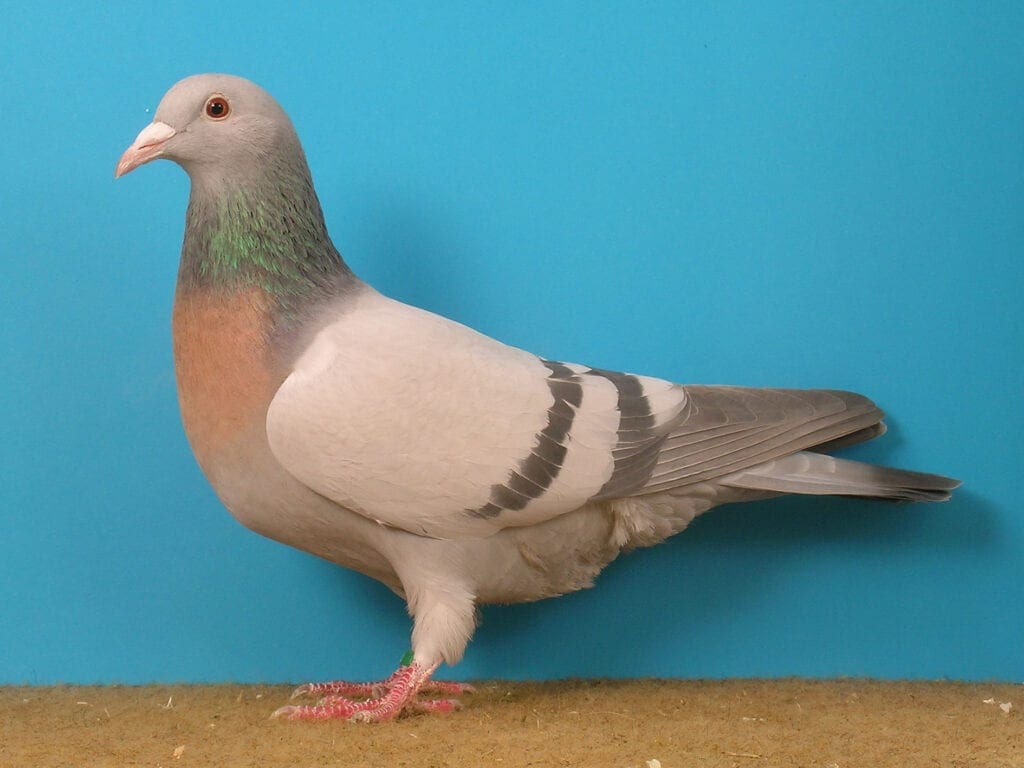 Bindige Coburger Lerche