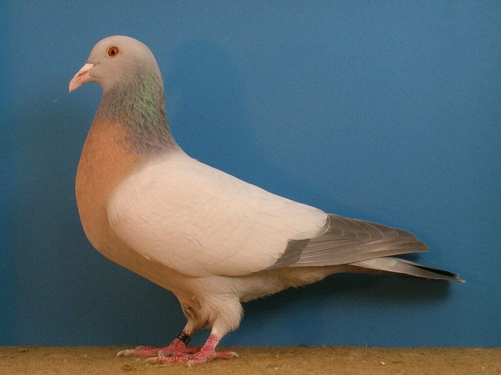 Coburger Lerche, silber ohne Binden