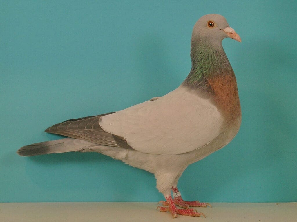 Coburger Lerche, silber ohne Binden