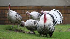 Zuchten bei Groß- und Wassergeflügel sowie Wachteln