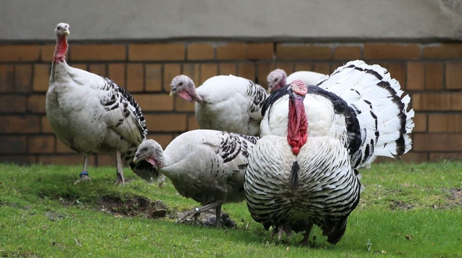 Zuchten bei Groß- und Wassergeflügel sowie Wachteln