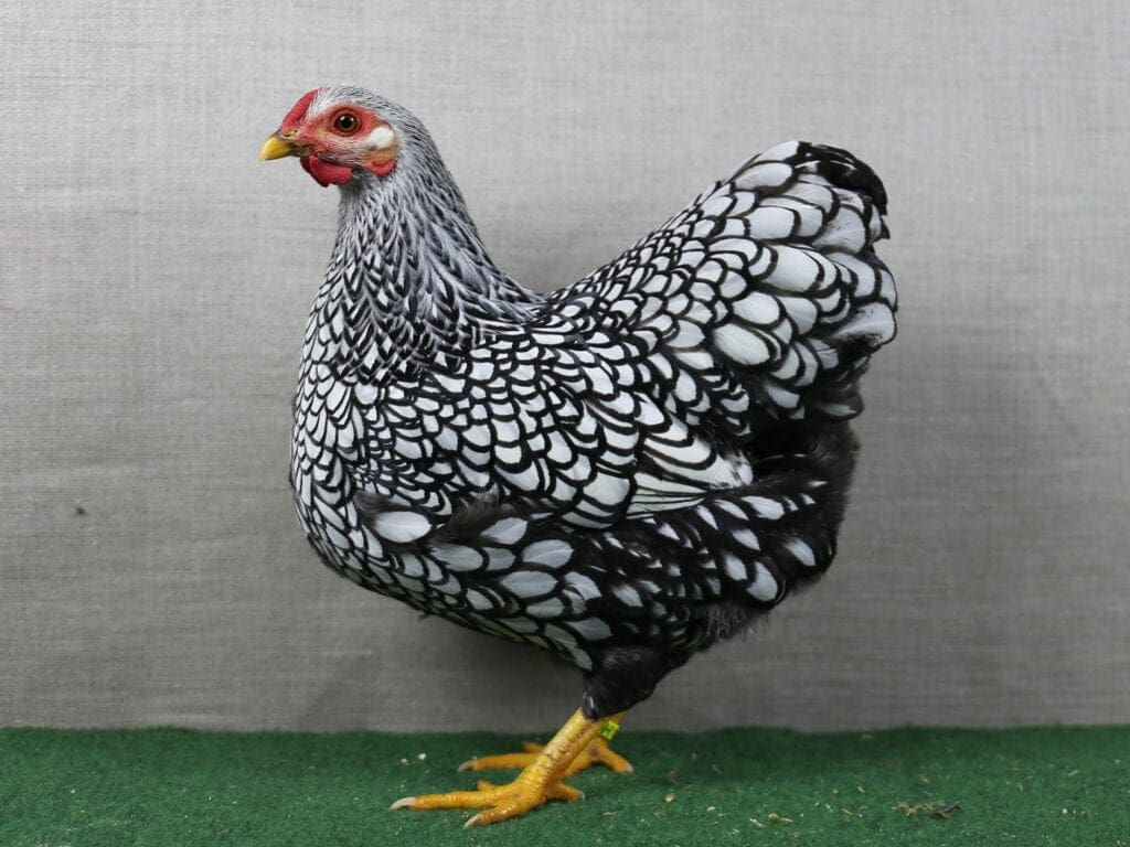 Deutsche Zwerg-Wyandotten-Henne in Silber-Schwarzgesäumt