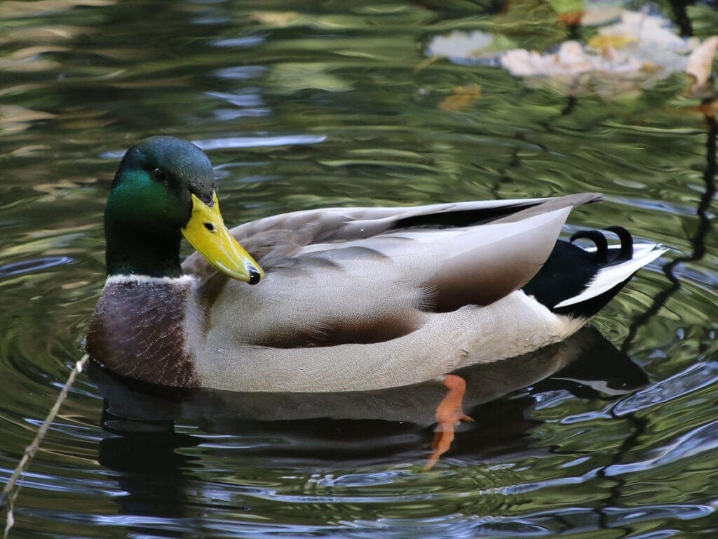 Erpel der Stockenten