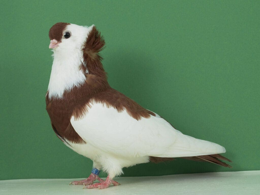 Felegyhazaer Tümmler rotgeganselt