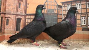 Siegerring-Wettbewerbe – wie geht es weiter?