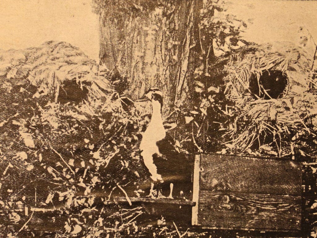 Typisches Nest um 1915