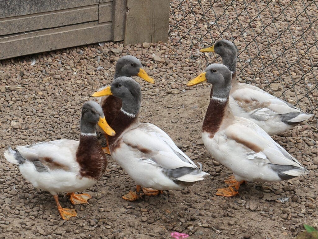 Hochbrutflugenten-Erpel in Blau-Gelb
