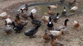 Hochbrutflugenten – klein, beliebt und einzigartig