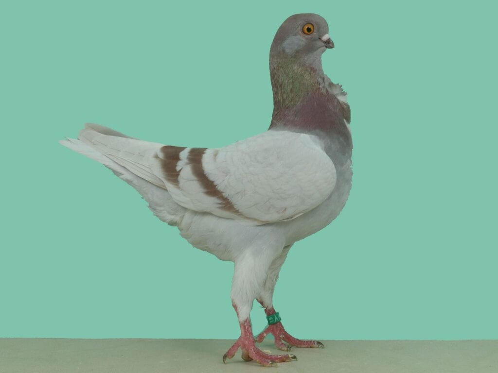 Rotfahles Italienisches Mövchen