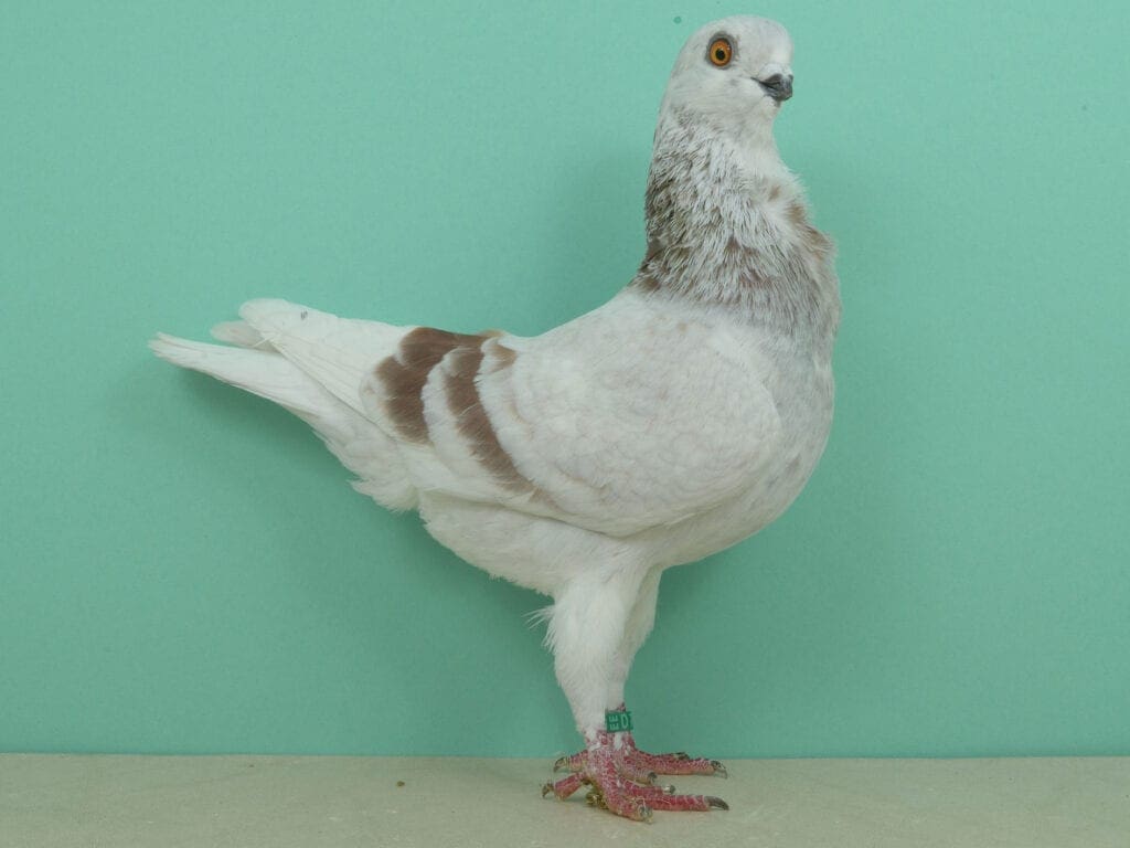 Italienisches Mövchen, rotfahl-schimmel